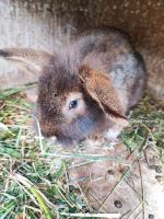 Zwergkaninchen Hessen - Burgwald Vorschau