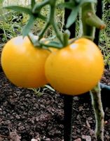 Zuckerpflaume Tomatenpflanze /Tomate Gelbe Pflaume/ Setzlin Rheinland-Pfalz - Selters Vorschau