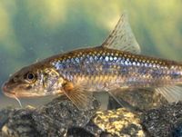 Gartenteichfische Gründlinge Algenfresser Besatzfisch Nordrhein-Westfalen - Emsdetten Vorschau