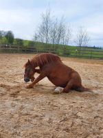 Pflege- Reitbeteiligung gesucht in Zell Rheinland-Pfalz - Zell (Mosel) Vorschau