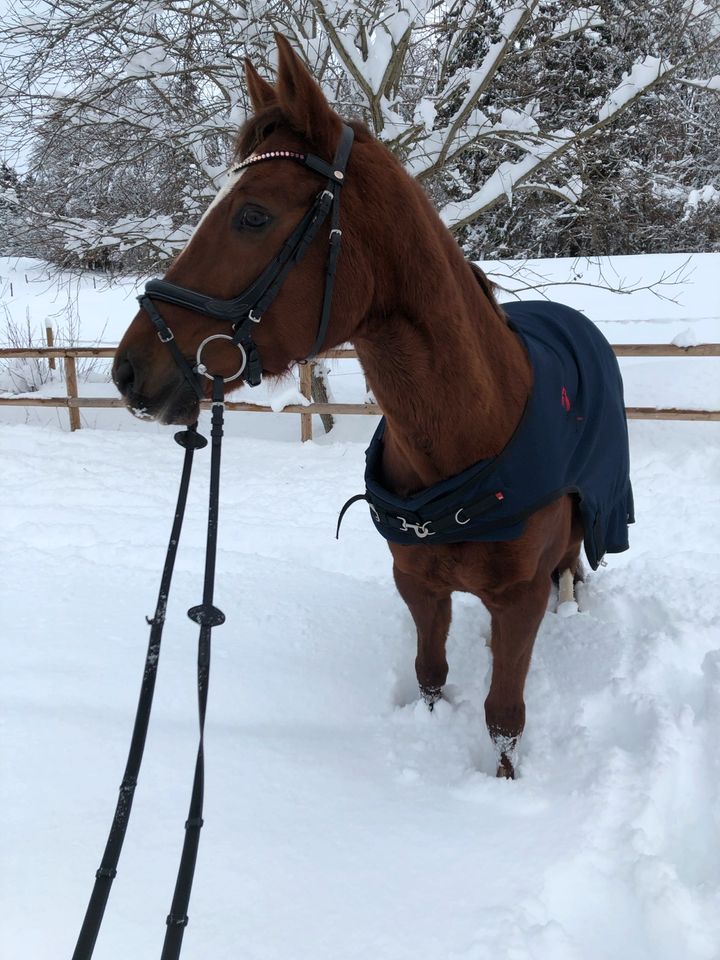 Pflegebeteiligung für braves Endmaßpony gesucht in Großweil