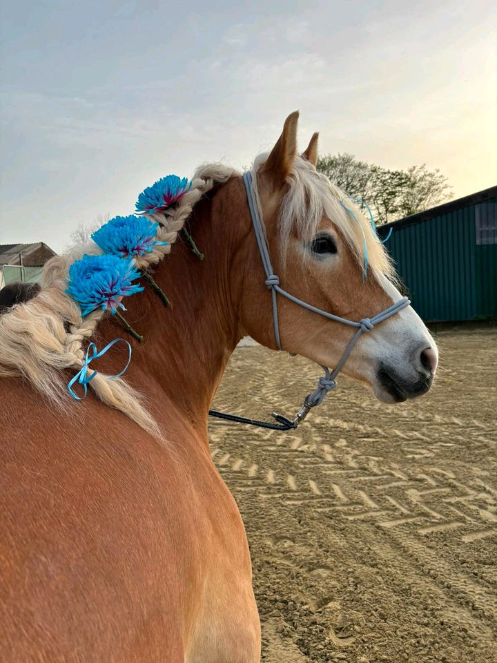 Pflegebeteiligung an Haflinger in Mönchengladbach