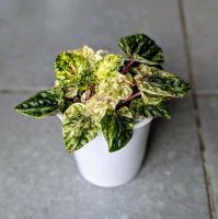 Peperomia Helios variegata Baden-Württemberg - Karlsruhe Vorschau