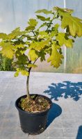 Eichen-Bonsai,  Eichenbaum , Quercus  sp.  im 1 Liter Topf Nordrhein-Westfalen - Solingen Vorschau