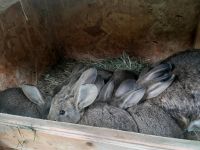 Kaninchen, Hasen Sachsen - Ehrenfriedersdorf Vorschau