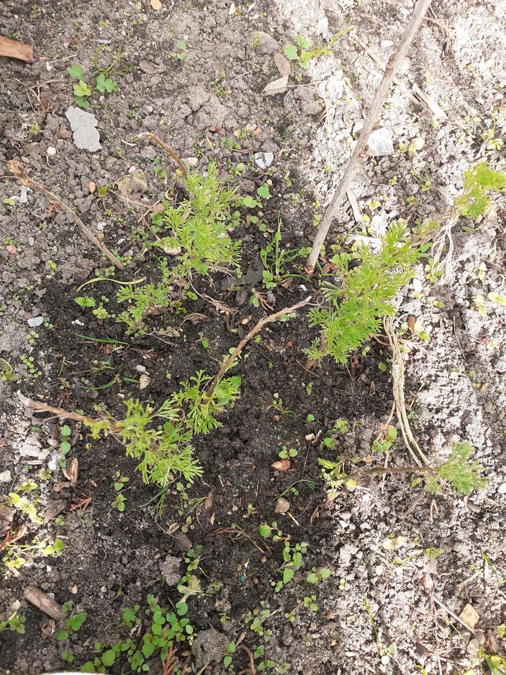 Eberraute Colakraut , Samen Popp Amaranth in Clenze