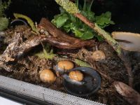 Zachrysia guanensis mit terrarium keine achatschnecke Sachsen - Zwickau Vorschau