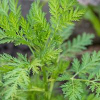 Artemisia annua gemahlen Sachsen - Auerbach Vorschau