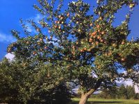 Großes Bild  -Foto  Herbst Baum Esszimmer Wohnzimmer Dekoration Nordrhein-Westfalen - Burbach Vorschau