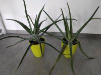 Aloe Vera  2 Stk 15€ Hessen - Hünfeld Vorschau