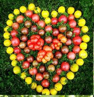 Galina sibirische Sorte Tomaten Samen Permakultur Bio Samenfest Aachen - Preuswald Vorschau