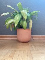 Terrakotta Blumentopf - H 15cm ⌀ 18cm Dortmund - Innenstadt-West Vorschau