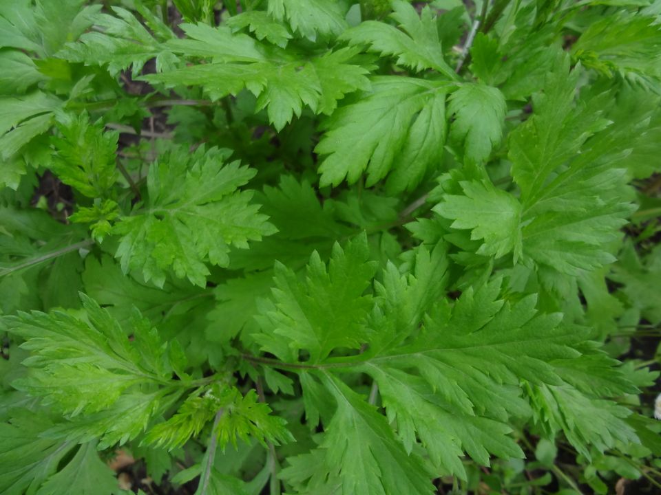 Pfefferminze  Zitronenmelisse Erdbeeren  Bambus Schilf  Stuhl alt in Verl