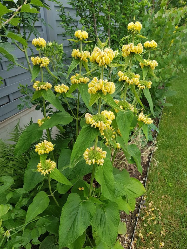 Rarität! Attraktives BRANDKRAUT mit Blüten in Bodman-Ludwigshafen