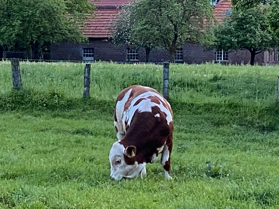 Fleckvieh Fleisch Bulle Herdbuch in Lippetal