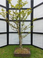 Bonsai Mammutbaum Niedersachsen - Leer (Ostfriesland) Vorschau