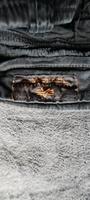 Shorts Alpha und Hose Cipo Baxx Brandenburg - Biesenthal Vorschau