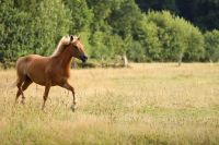 !Problempferd! Pony Wallach zu verkaufen Schleswig-Holstein - Schönberg (Holstein) Vorschau