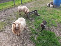 Zwerg Schafe, Quessant Schafe, Lämmer Nordrhein-Westfalen - Petershagen Vorschau