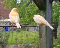 Nestjunge Kanarienvögel abzugeben Sachsen-Anhalt - Zernitz Vorschau