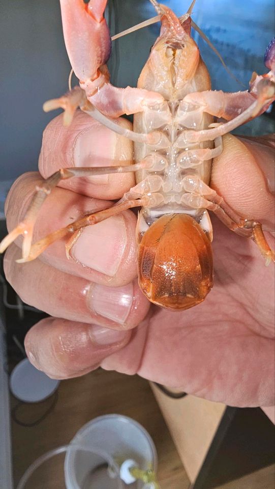 Cherax Jubby Destructor Flusskrebse (Australien) in Köln