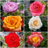 Rosen Parfümrose Edelrose Beetrose Kletterrose Stammrosen (Namensliste) Niedersachsen - Haselünne Vorschau