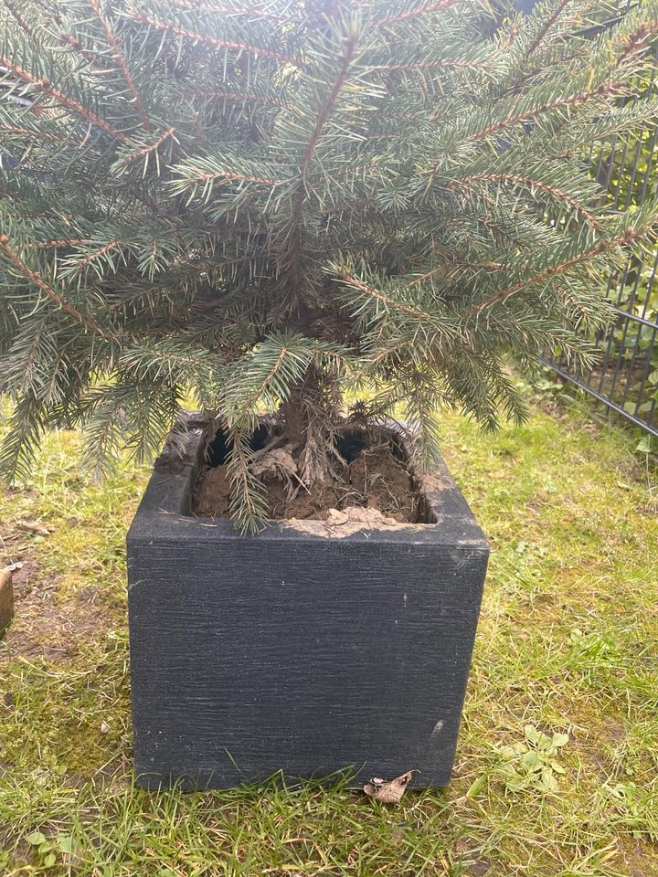 Tannenbaum zum auspflanzen in Meerbusch