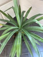 Sehr dekorative Agave Höhe 1,20 cm Bayern - Neutraubling Vorschau