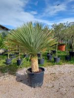 Yucca Rostrata Baden-Württemberg - Nehren Vorschau