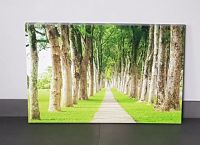 Wandbild. Leinwandbild. Bild – Wald -Bäume Natur– 60 x 40 cm Nordrhein-Westfalen - Geilenkirchen Vorschau