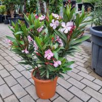 Oleander Nerium Oleander rosa Blüte 70-80cm hoch inkl. Topf Nordrhein-Westfalen - Oberhausen Vorschau