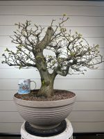 Hainbuchen Bonsai Prebonsai Rohlinge Bayern - Wettstetten Vorschau