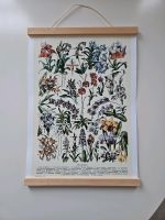 Bild Poster Orchideen 30 x 42 Schleswig-Holstein - Kiel Vorschau