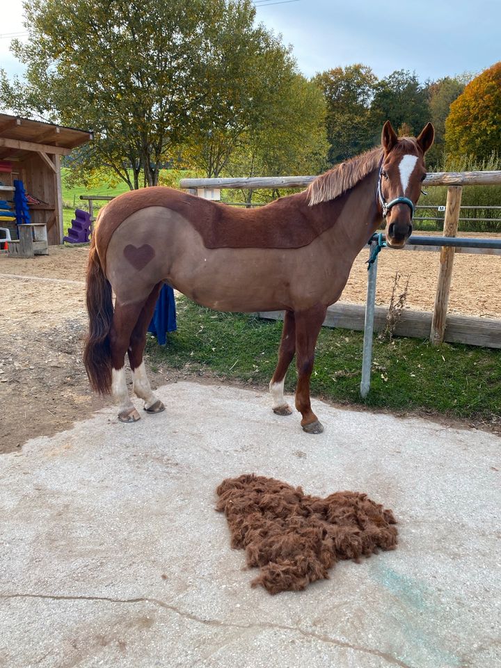 Pflegebeteiligung für braves Endmaßpony gesucht in Großweil