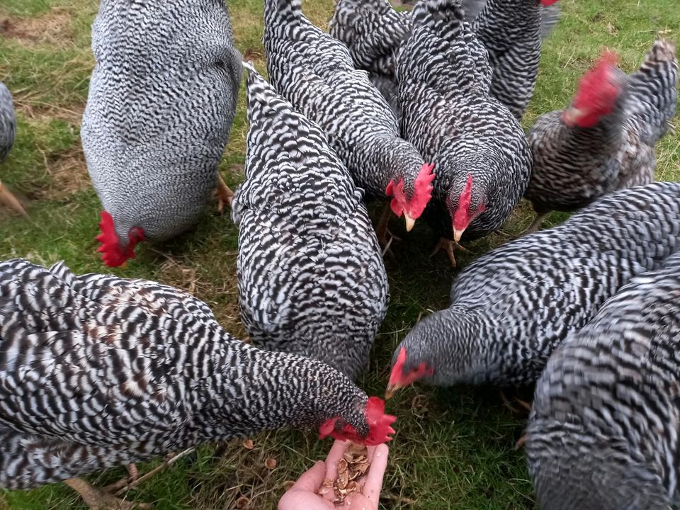 Eier Amrock Bruteier Hühner in Frielendorf