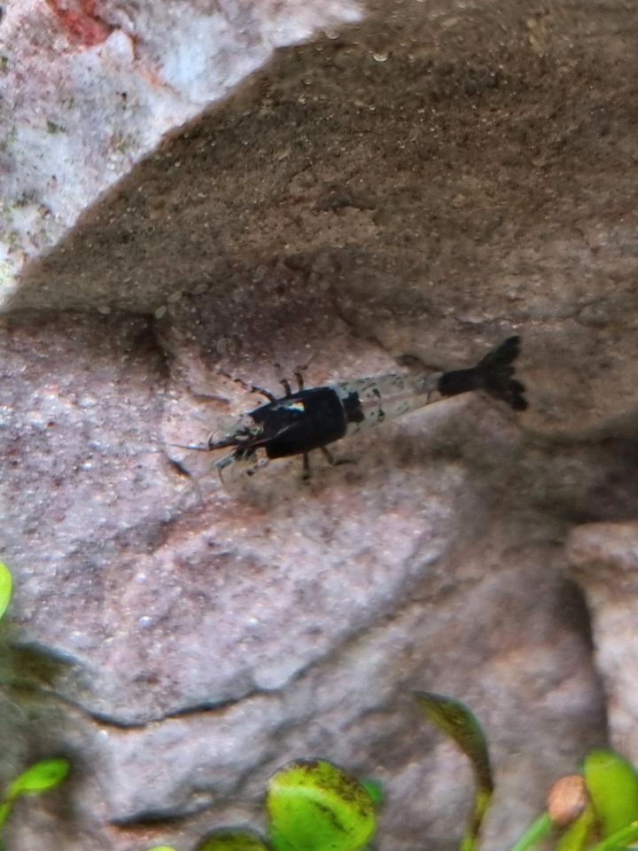 Neocaridina Carbon Rili Zwerggarnelen in Koblenz