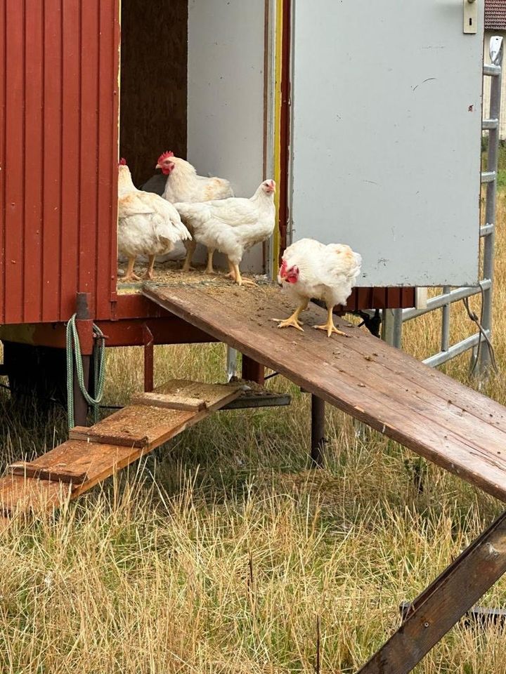 Freilandhähnchen küchenfertig frisch am 25.05.2024 in Bassum