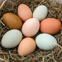 Frische Eier von glücklichen Hühnern (Bio Fütterung) Mecklenburg-Vorpommern - Rosenow Vorschau