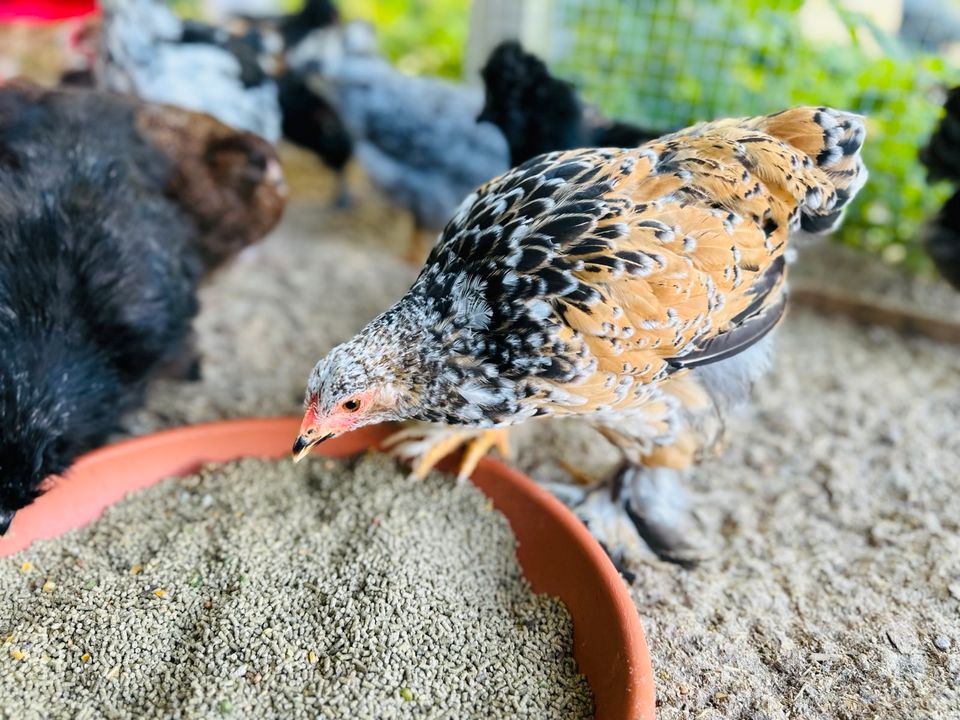 Küken Henne Barnevelder Seidenhühner Brahma Orpington Araucana in Wandlitz