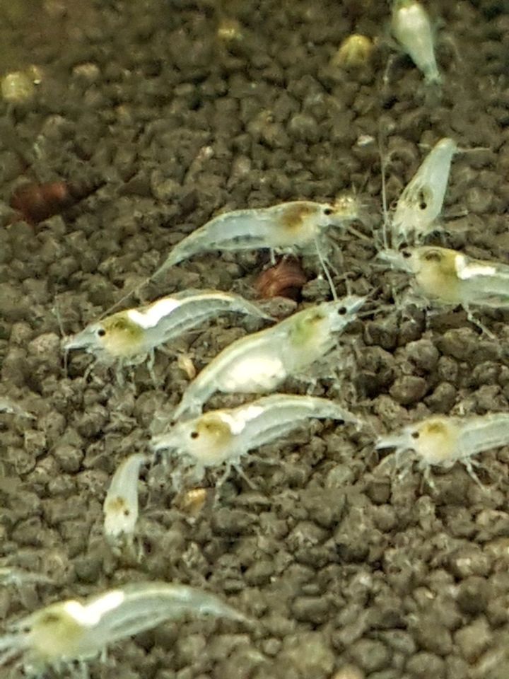 10 Stk. schöne bunte Mix Garnelen Neocaridina in Essen