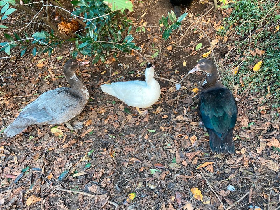 Warzenente Flugente Stummente Barbarieente Herzschecken Naturbrut in Siegen