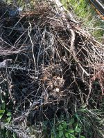 Verschenke Äste Zweige für hochbeet oder Lagerfeuer Bayern - Burglengenfeld Vorschau