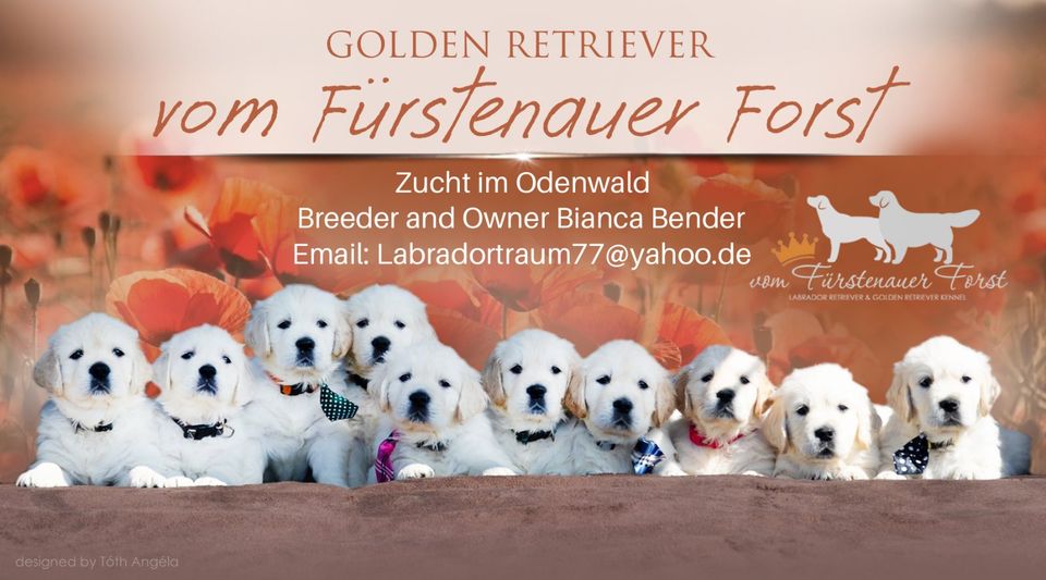 Golden Retriever Welpen HENNA,PEACH & HARVEY m.Pap.suchen Fam. in Erbach