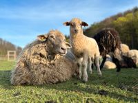 Mutterschafe mit weiblichem Lamm Baden-Württemberg - Königsbronn Vorschau