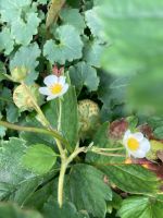 Erdbeeren Ableger, kräftig, 10 Stck übrig Niedersachsen - Varel Vorschau