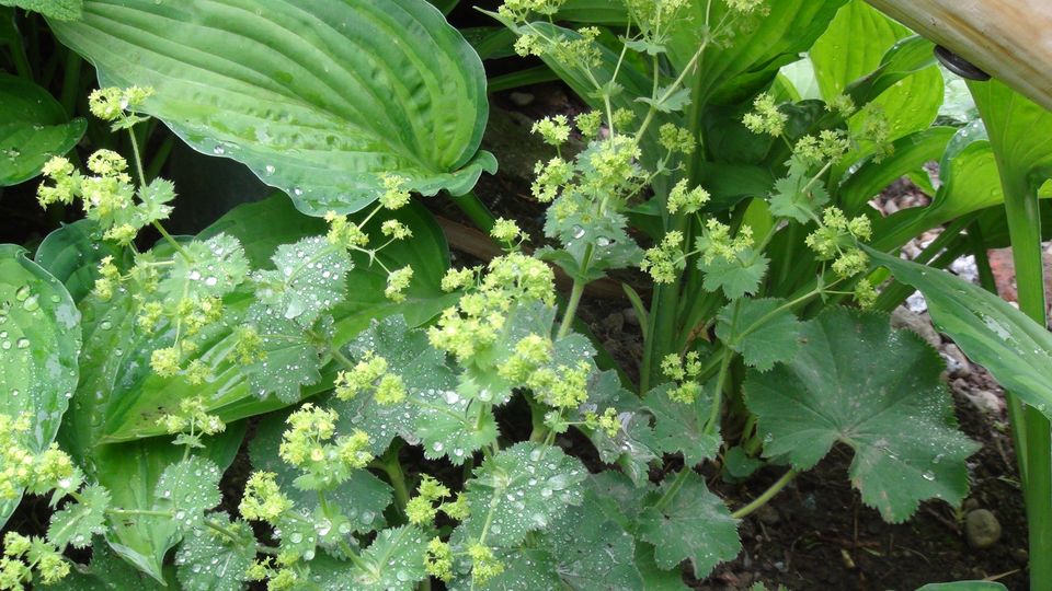 Frauenmantel Gartenpflanze Heilpflanze mehrjährig winterhart in Steina