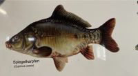 Spiegelkarpfen/ Karpfen/ Besatzfisch/ Speisefisch/ Fisch Niedersachsen - Visbek Vorschau