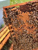 Zander Ableger Bienenvolk Carnica Buckfast Baden-Württemberg - Schwäbisch Gmünd Vorschau