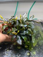 Bucephalandra Blue Sword, Aquarium Frankfurt am Main - Harheim Vorschau