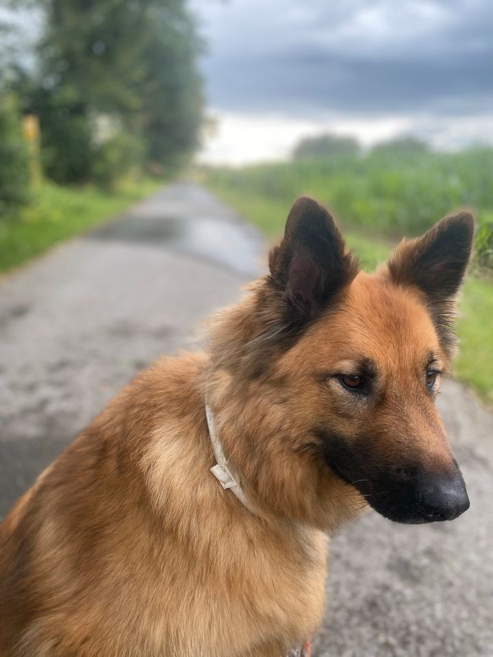 Malinoi-Eurasier Schäferhund sucht neues Zuhause in Anröchte